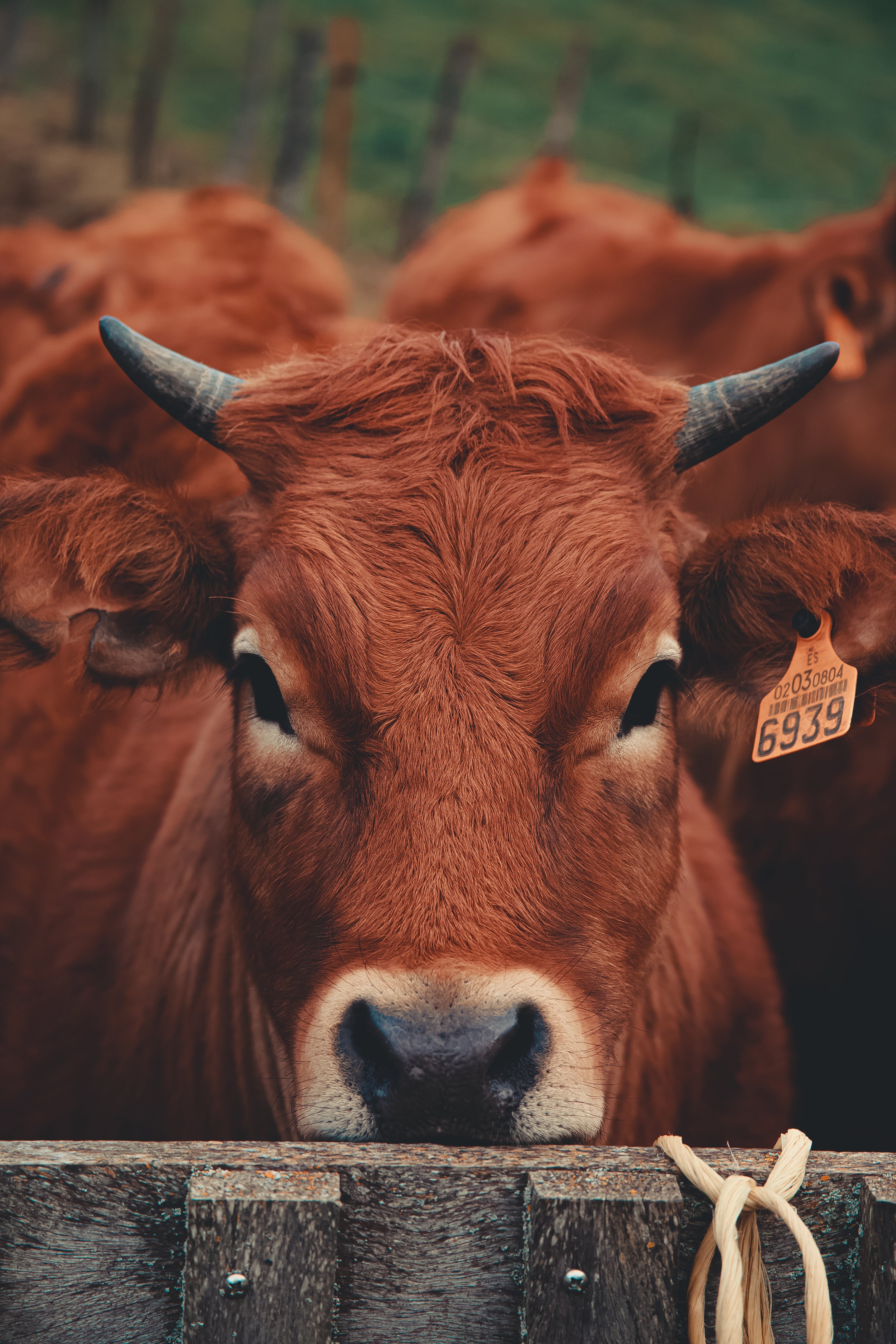 cow-rests-their-chin-on-a-fence.jpg