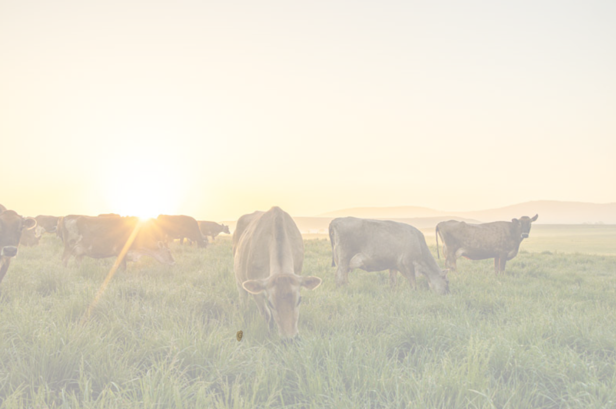 organic grassfed grass finsihed beef tallow 